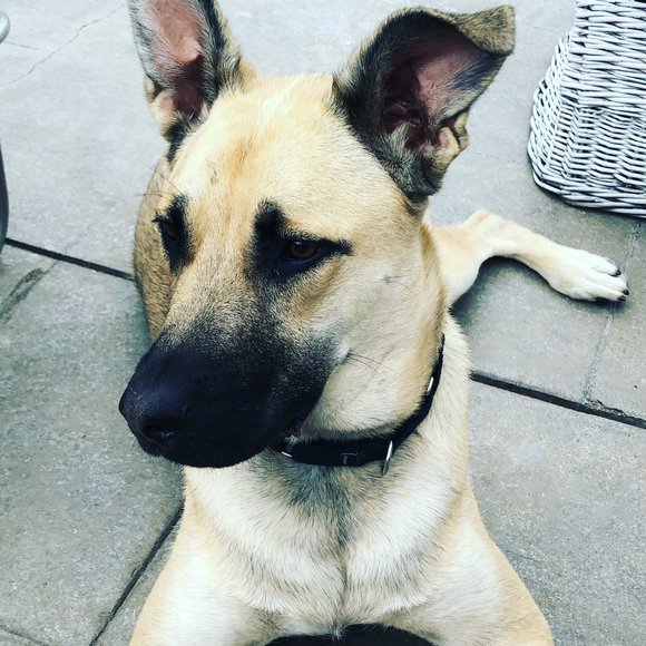 Meet your Posher, Judy - Picture 1 of 1